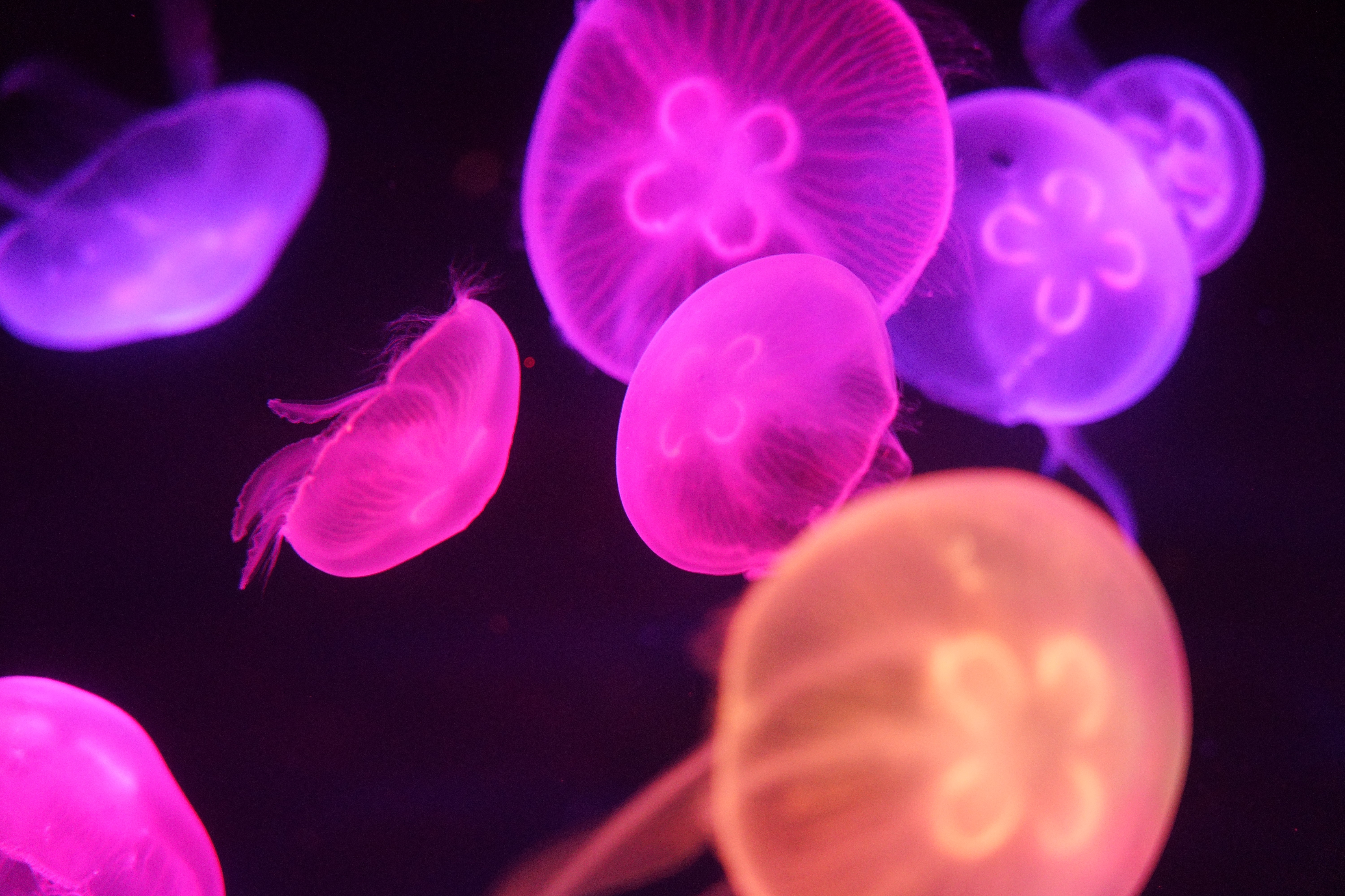 galeria Poema del Mar